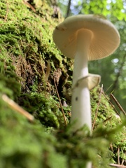 Amanita lavendula