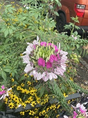 Cleome houtteana
