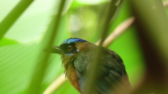 Momotus subrufescens