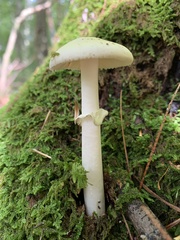 Amanita lavendula
