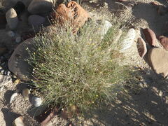 Bebbia juncea aspera