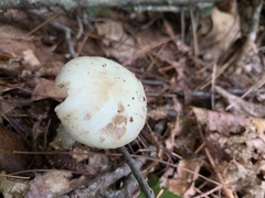 Amanita lavendula
