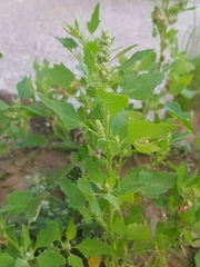 Chenopodium album
