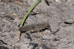 Trimerotropini