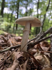 Amanita lavendula