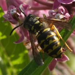 Dolichovespula arenaria