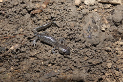 Ambystoma laterale