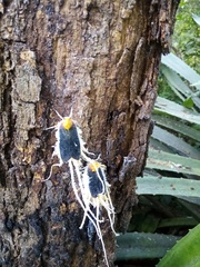 Cerogenes auricoma