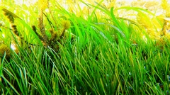 Zostera