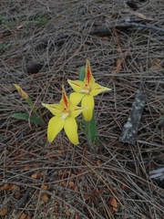 Caladenia flava flava