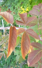 Acer negundo
