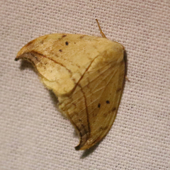 Drepana arcuata