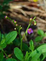 Talinum fruticosum