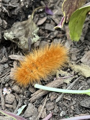 Phragmatobia fuliginosa