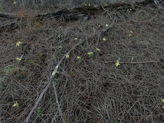 Caladenia flava flava