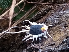 Cerogenes auricoma