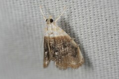 Lipocosmodes fuliginosalis