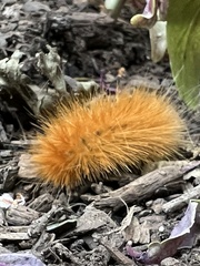 Phragmatobia fuliginosa