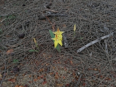 Caladenia flava flava