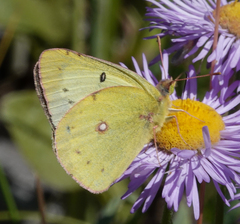 Colias philodice eriphyle