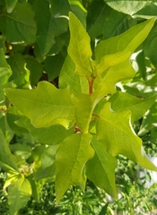 Populus laurifolia