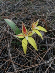 Caladenia flava flava