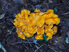 Cantharellus lateritius
