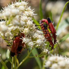 Chauliognathus lecontei