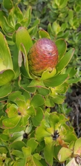 Leucadendron strobilinum