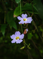 Thunbergia