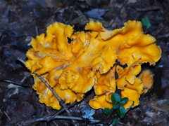Cantharellus lateritius