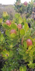 Leucadendron strobilinum