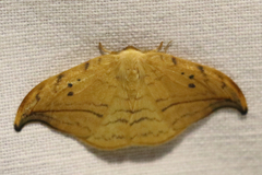 Drepana arcuata