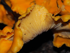 Cantharellus lateritius