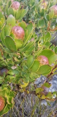 Leucadendron strobilinum