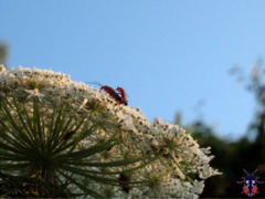 Rhagonycha fulva