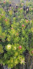 Leucadendron strobilinum