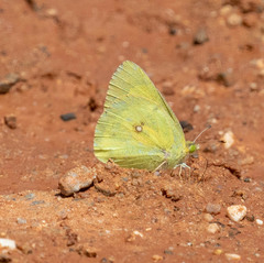 Colias philodice eriphyle