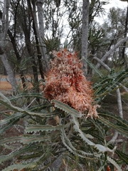 Banksia prionotes