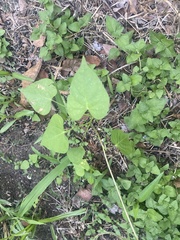 Ipomoea cordatotriloba