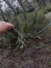 Banksia prionotes