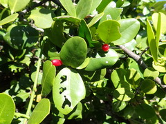 Erythroxylaceae