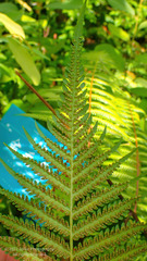 Cyclosorus interruptus