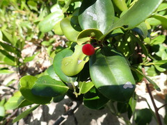 Erythroxylaceae
