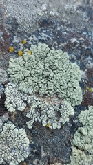 Lecanoraceae