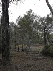 Banksia prionotes