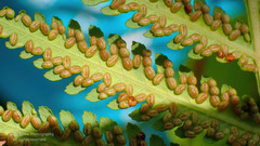 Cyclosorus interruptus