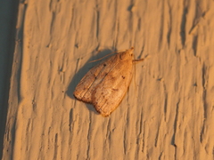 Machimia tentoriferella