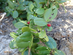 Erythroxylaceae