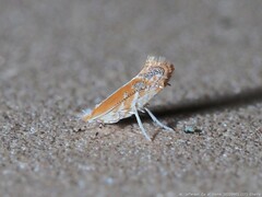 Cameraria conglomeratella